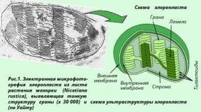 Кахнович Л.В. Фотосинтез. Курс лекций - файл n1.doc. Характеристика основных показателей фотосинтеза Кпд фотосинтеза в среднем составляет